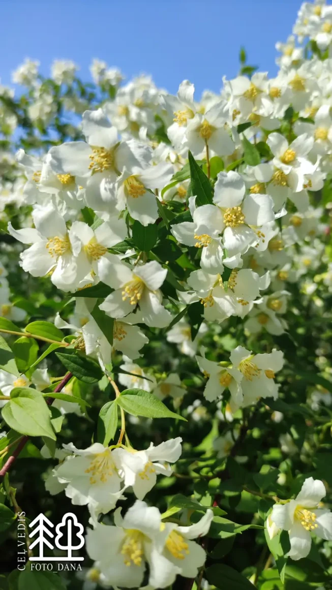 Philadelphus × lemoinei